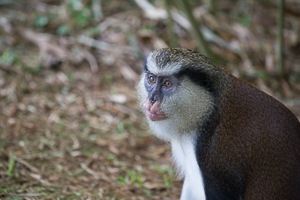 Monkey in the Grand Etang Forest, Grenada